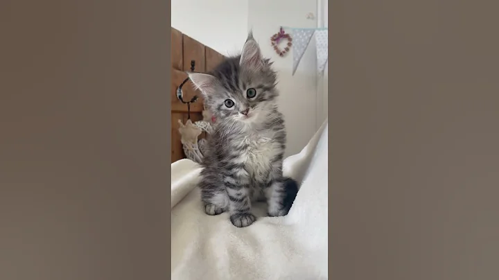 Video 9983391: coon mainecoon kitten cat, mainecooncat mainecoons cat, mains coon cat mainecoon, mainecoon baby cats kittens