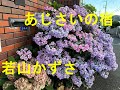 あじさいの宿/若山かずさ Cover♪しゅうちゃん・・♪