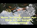How to train your koi fish to do target swimming sorry for grammar mistakes