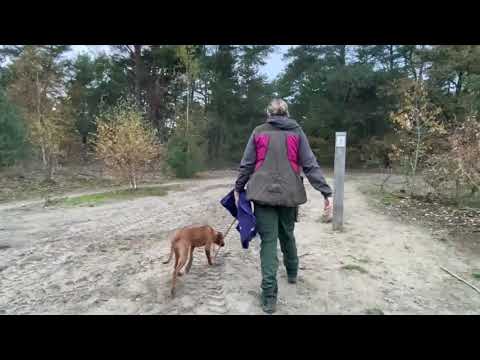 Video: Moet U Hond By 'n Gesondheidsklub Aansluit?