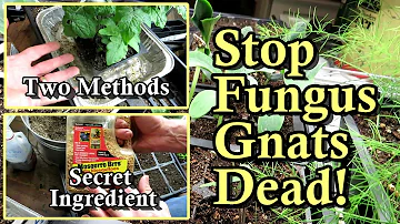 Kill Fungus Gnats in Your Seed Starts, Transplants, Greenhouse, and House Plants: All the Steps!