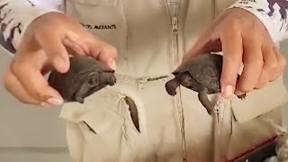 Nearly 200 Galapagos Baby Turtles Saved From Traffickers