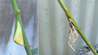 ROSE PROPAGATION METHOD WITH POTATOES