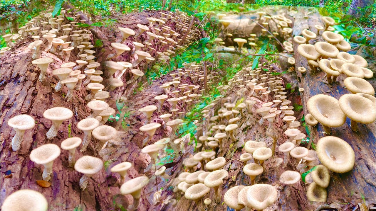 อลังการงานเห็ดขอนเห็ดลมออกใหม่ดอกงามๆหมานเต็มตะกร้าครับ26/พย/68