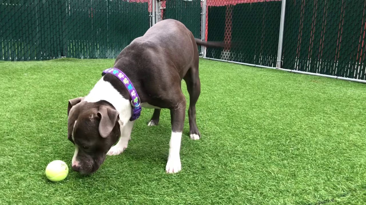 camera iphone 8 plus apk Skyler 55201 All wiggles NYCACC