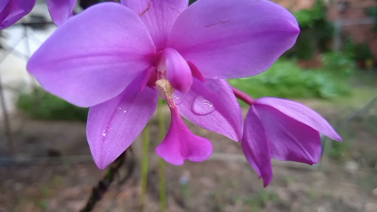 Orquídea Filipina de tierra