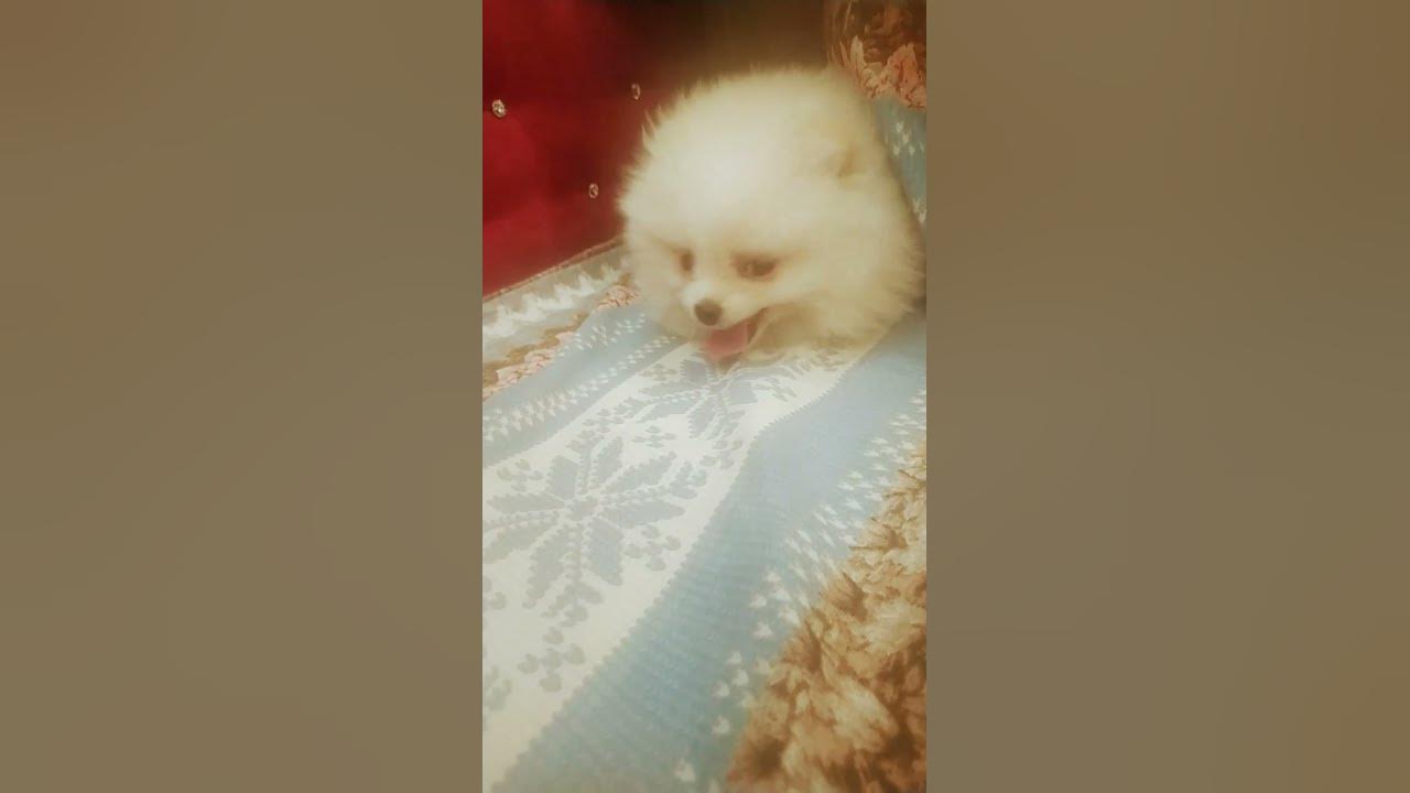 собака🐶 ! - YouTube