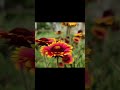 [REST &amp; RELAX] Colorful Wildflower Field Blanket 🌸🐝 #asmr #nature #sleepsounds #relax