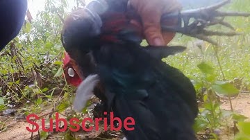 Bẫy gà rừng nhanh ngày 11 -11-2019(cuab qaib qus tuaj zoo kawg )