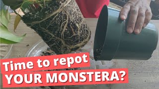 When should you repot your Swiss Cheese Plant / Monstera Deliciosa? | tips / tricks / follow along