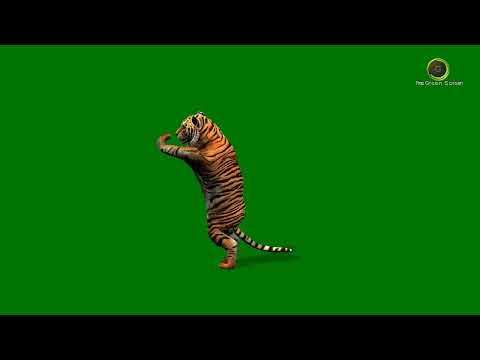 Tiger Dancing Green Screen Hd