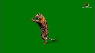 Tiger Dancing Green Screen HD