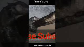 #mouse #rat in #water 2022  rescue | Our neighbor animal's live video 3 | with srivalli song