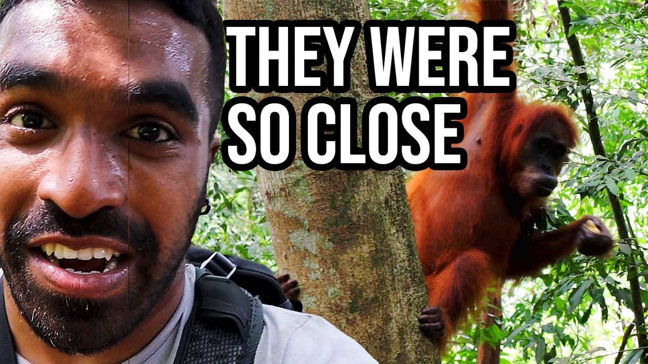 In the rain-forests of Northern Sumatra 🦧🏞 | Indonesia Beyond Bali - Bukit Lawang | WILD ORANGUTANS