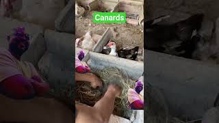 COMMENT UTILISER UNE #CANE COMME #COUVEUSE #duck #VIETNAM #CHINE #canard #FRANCE #lepetitelevagefk