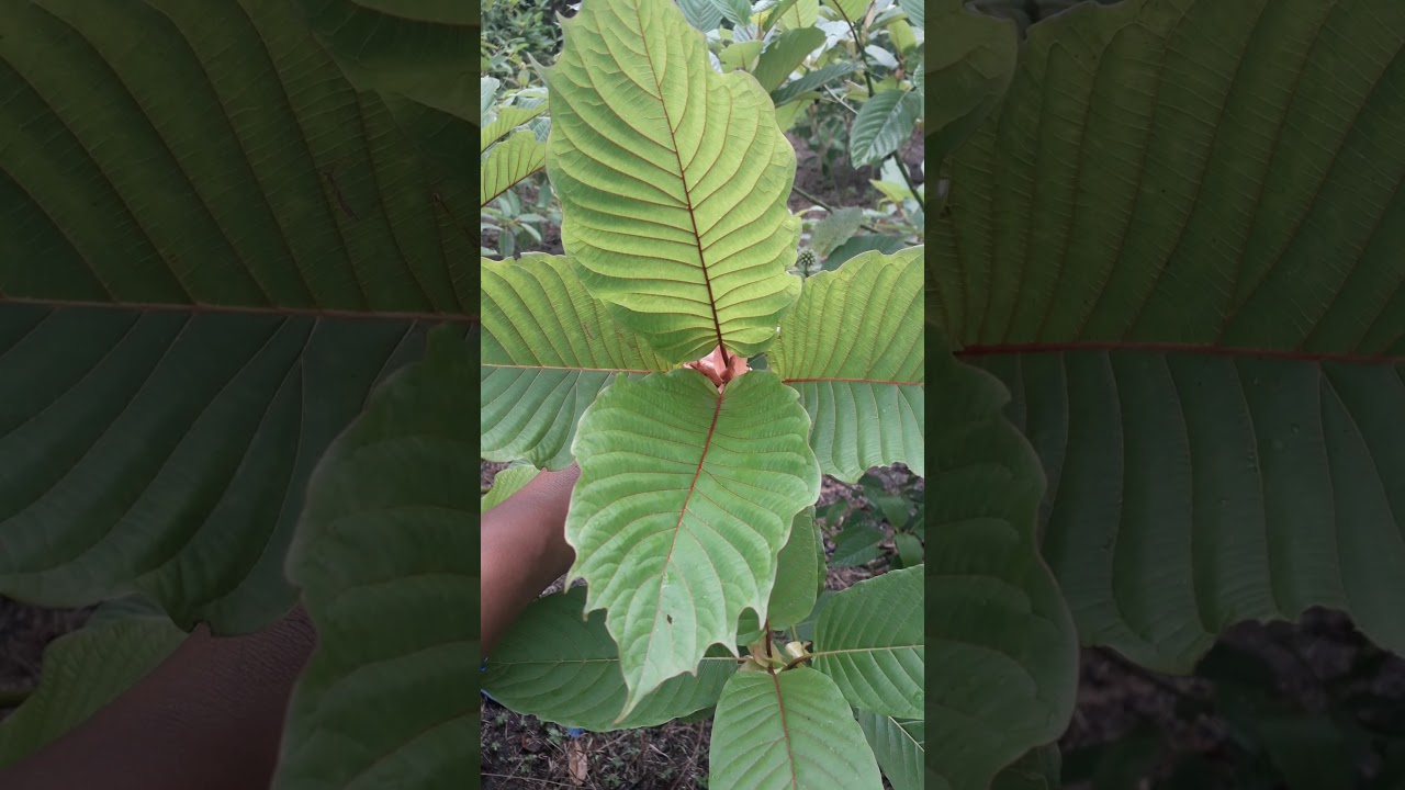 Malaysian red horny kratom