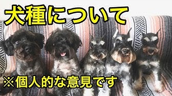 犬種 Youtube 犬種 Youtube