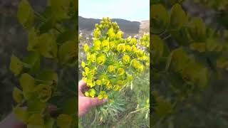 Sarı Yeşil Dağ Çiçeği