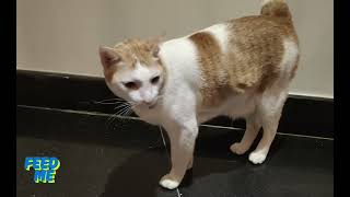 Cat Big Boss Duty