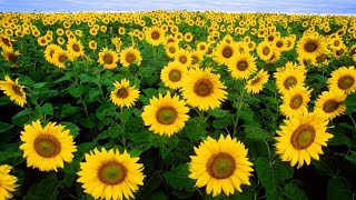 Photosynthesis | Classroom Observation Tool (COT)
