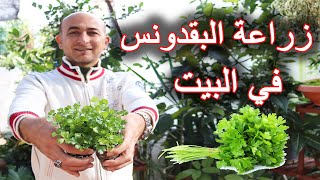 زراعة بذور البقدونس في المنزل, Growing Parsley Seeds at Home