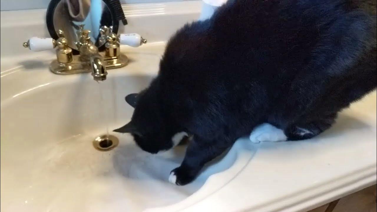 How my cat drinks water YouTube