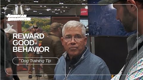 Reinforce Good Behavior With E-Collars