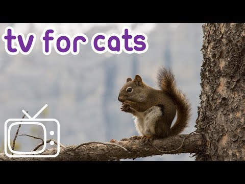 new-cat-tv!-birds,-squirrels-and-more-for-your-cat-to-watch!