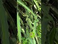 Pitaya branca