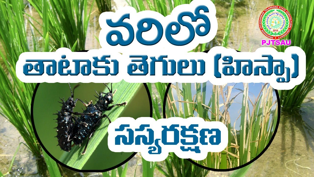 Paddy Hispa - Pest Management (Thataku Tegulu) ll PJTSAU ll
