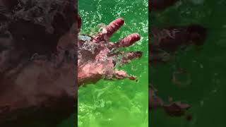 Water Ring