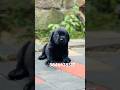 Labrador puppies available in kerala #shorts #dogbreeds #labrador #pets