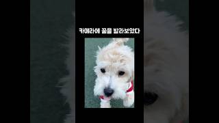 카메라 쫓는 강아지 #스포독 #애견카페 #부산애견카페 #부산여행
