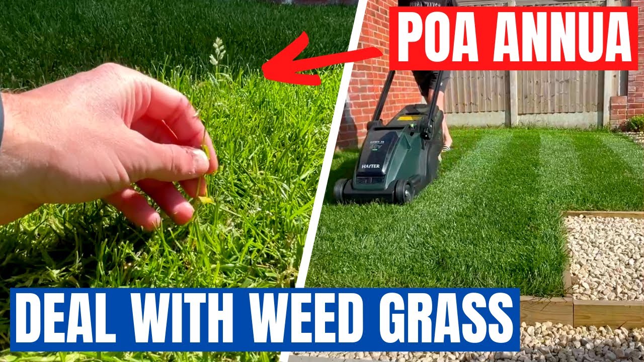 How you can help CONTROL WEED GRASS in your lawn I have a POA ANNUA problem! YouTube