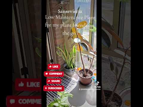 Simplicity Planting Simplicity in Plant Care Explore Our Low Maintenance Plant Series: 1st ...