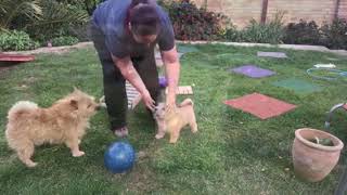 Ripley Norwich Terrier Intro age 19 weeks