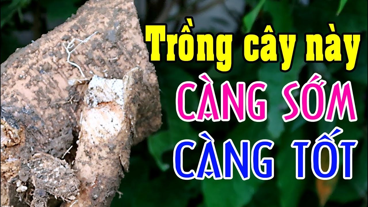 Bỏ tiền triệu mua thuốc không bằng trồng 1 bụi cây này cạnh nhà
