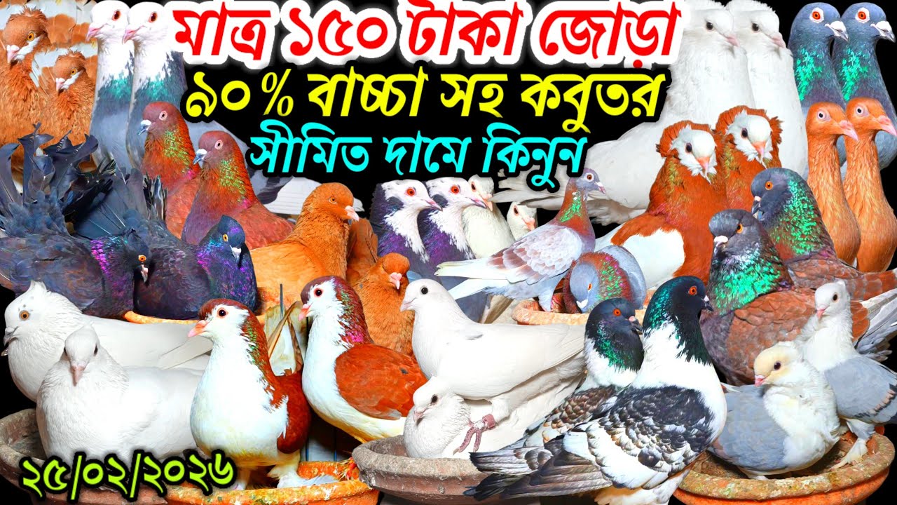 ৯০% ডিম বাচ্চা সহ মাত্র ১৫০ টাকা জোড়া কবুতর ইতিহাস ফেন্সি রেসার গোল্লা গিরিবাজ কবুতর সীমিত দামে 