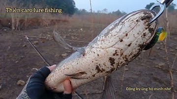 câu lure câu rê cá lóc sông ray bằng mồi mềm mồi giả lên hugo kéo sướng tay