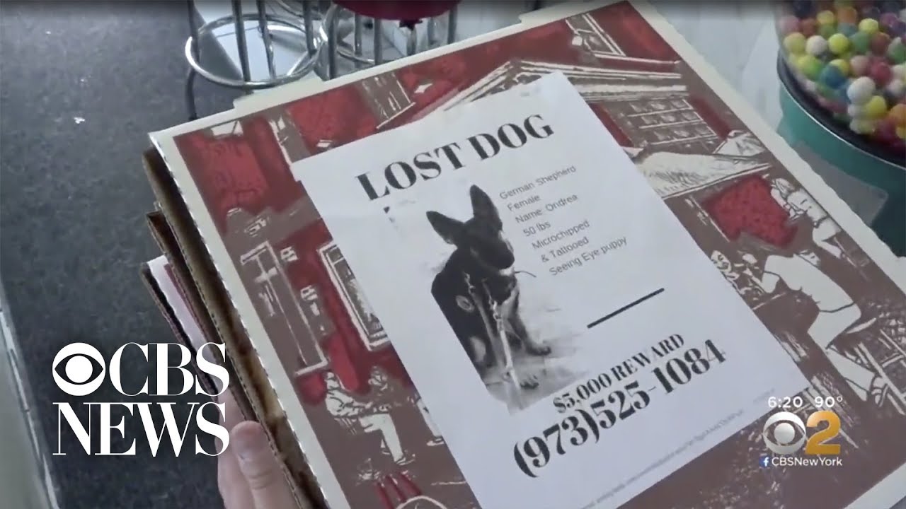 Pizzeria Puts Missing Pet Flyers On Pizza Boxes Youtube