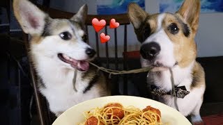 Real Life Romantic PUPPY Date from Lady and the Tramp by Great Gatsby the Corgi 208,946 views 6 years ago 1 minute, 56 seconds