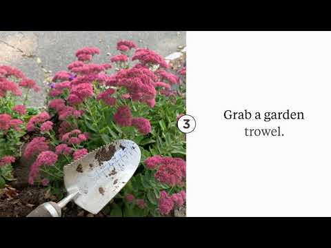 Vídeo: Sedum Autumn Joy Plantes: consells per cultivar Autumn Joy Sedums al jardí