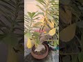 🌿🪴 Adenium plant care Tips 👍#floweringplant #ytshots #trending #viral #short #subscribe #like
