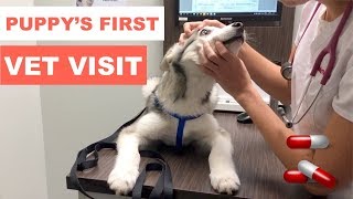 Scared Husky Puppy: Dog's First Visit to the Vet  🏥
