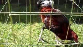 MUFF ASIL POLLOS