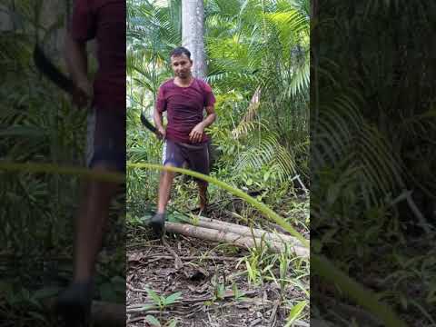 #Matando uma cobra Surucucurana!!...