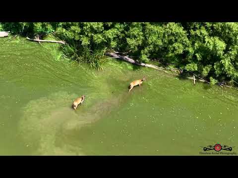 Apparently the Deer wanted nothing to do with this heat either! 4K Nature Footage