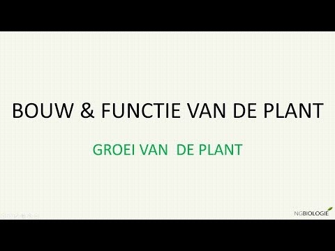 Video: Plant En Groei Swartbessie