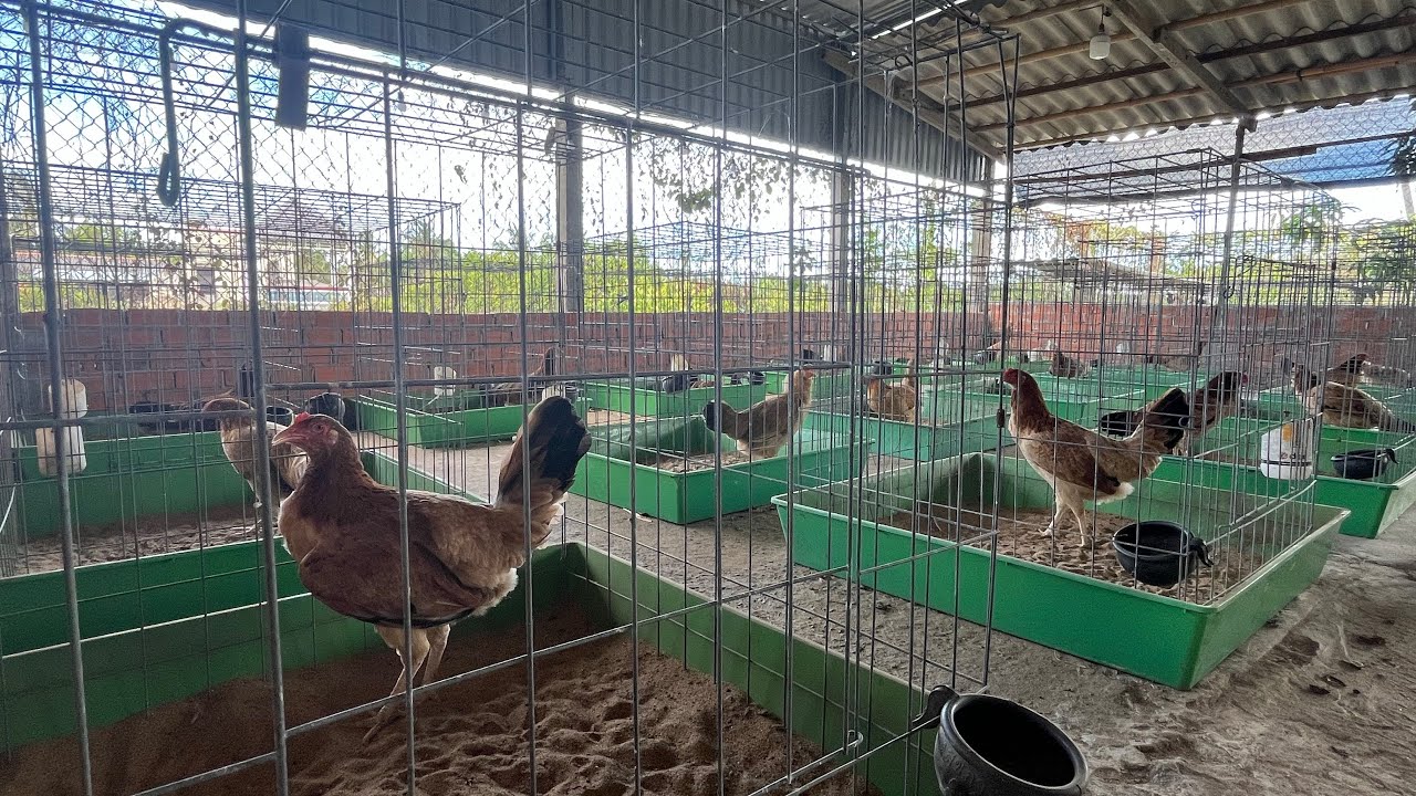 Top 17 Trống Nòi Asil Mỹ & Mỹ Rặc- Ngoài ra còn mái nòi mỹ AE làm giống! Clip ngày 3/5.