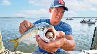 This Is The WEIRDEST Fish In The Chesapeake Bay